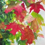 © Elizabeth Burin, Maple Leaves I