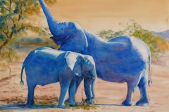 Animals