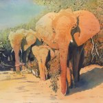 © Elizabeth Burin, The Matriarch