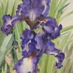 © Elizabeth Burin, Greg's Iris