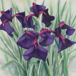 Iris Quartet