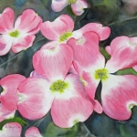 © Elizabeth Burin, Pink Dogwood