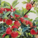 © Elizabeth Burin, Summer Apples