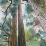 © Elizabeth Burin, Tall Trees