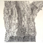 © Elizabeth Burin, Cork on the Oak