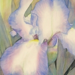 © Elizabeth Burin, Iris Evening