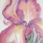 © Elizabeth Burin, Iris Noon
