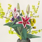 © Elizabeth Burin, Stargazer and Forsythia